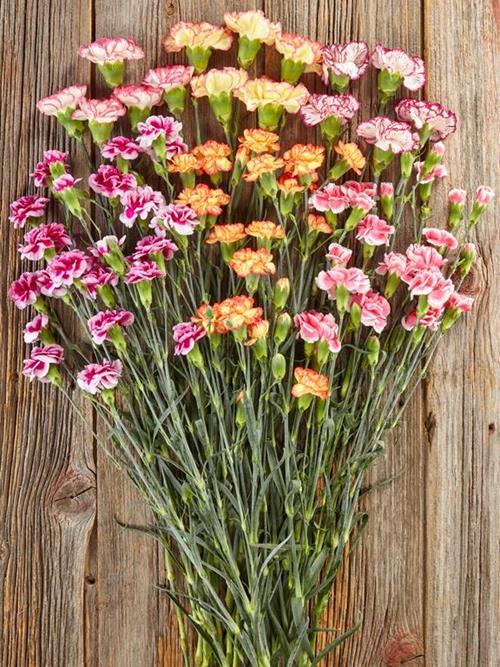100  NOVELTY CARNATIONS AND 50  NOVELTY MINI CARNATIONS ASSORTED COMBO BOX